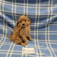 King, a male Cockapoo for sale in Hopkinsville, KY – Photo 1 of 4