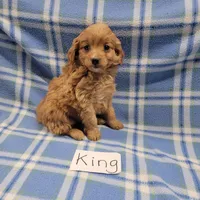 King, a male Cockapoo for sale in Hopkinsville, KY – Photo 2 of 4