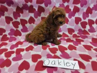 Oakley, a female Poodle - Miniature  for sale in Hopkinsville, KY – 2 of 3