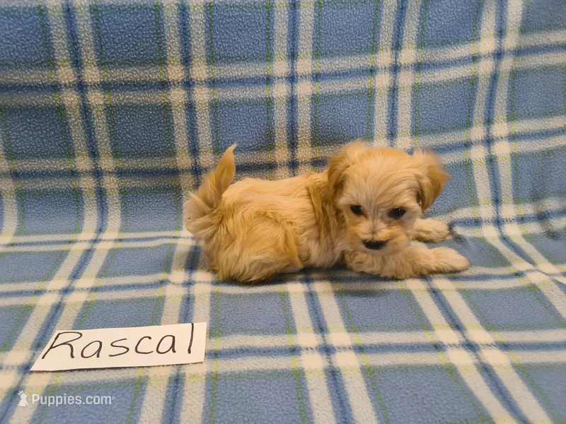 Rascal – Maltipoo puppy for sale in Hopkinsville, KY