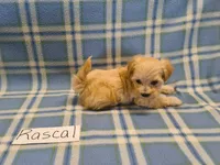 Rascal, a male Maltipoo for sale in Hopkinsville, KY – 1 of 3