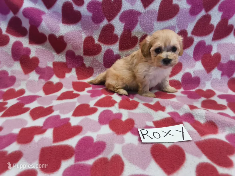 Roxy, a female Maltipoo for sale in Hopkinsville, KY – 1 of 3