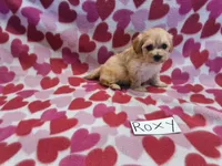 Roxy, a female Maltipoo for sale in Hopkinsville, KY – 1 of 3