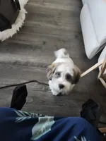 Cheddar, a male Shihpoo for sale in Graniteville, SC – 4 of 5