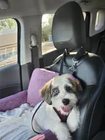 Cheddar, a male Shihpoo for sale in Graniteville, SC – 5 of 5