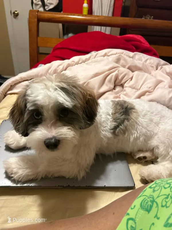 Cheddar – Shihpoo puppy for sale in Graniteville, SC