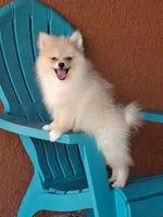 Max , a male Pomeranian for sale in Fort Myers, FL – 2 of 10