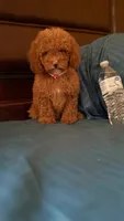 Bella, a female Goldendoodle for sale in Fort Myers, FL – 10 of 10
