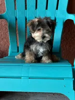 Cooper, a male Morkie for sale in Fort Myers, FL – 6 of 10