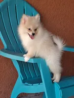 Max , a male Pomeranian for sale in Fort Myers, FL – 7 of 10