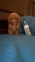 Bella, a female Goldendoodle for sale in Fort Myers, FL – 1 of 10