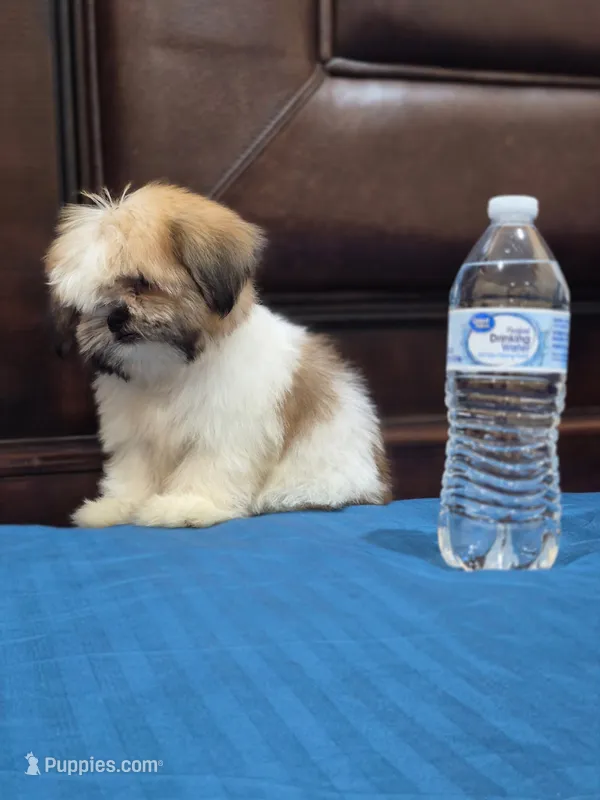 Teddy – Shih Tzu puppy for sale in Fort Myers, FL