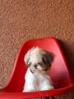 Snoppy, a male Shih Tzu for sale in Fort Myers, FL – 4 of 10