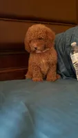 Bella, a female Goldendoodle for sale in Fort Myers, FL – 6 of 10