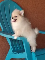 Max , a male Pomeranian for sale in Fort Myers, FL – 5 of 10
