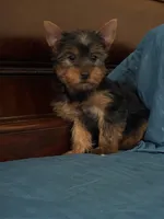 Rocky, a male Yorkshire Terrier for sale in Fort Myers, FL – 7 of 7