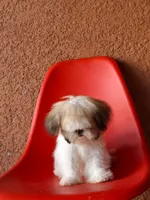 Snoppy, a male Shih Tzu for sale in Fort Myers, FL – 3 of 10