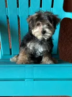 Cooper, a male Morkie for sale in Fort Myers, FL – 9 of 10