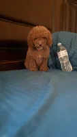 Bella, a female Goldendoodle for sale in Fort Myers, FL – 2 of 10