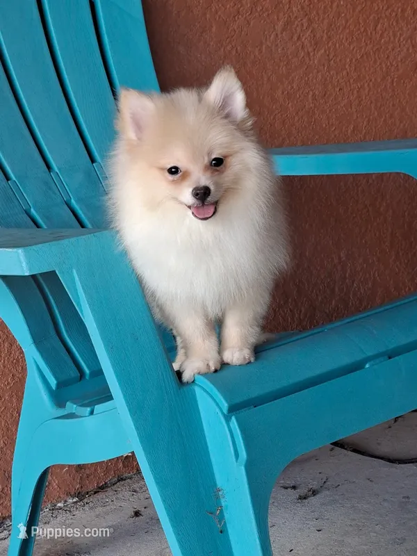Max  – Pomeranian puppy for sale in Fort Myers, FL