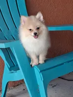 Max , a male Pomeranian for sale in Fort Myers, FL – 1 of 10