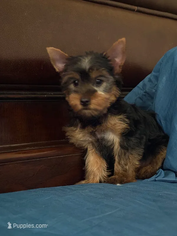 Rocky – Yorkshire Terrier puppy for sale in Fort Myers, FL
