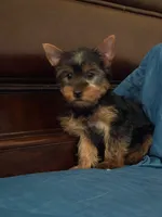 Rocky, a male Yorkshire Terrier for sale in Fort Myers, FL – 1 of 7