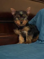 Rocky, a male Yorkshire Terrier for sale in Fort Myers, FL – 3 of 7
