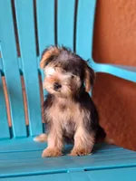 Rocky, a male Yorkshire Terrier for sale in Fort Myers, FL – 6 of 10