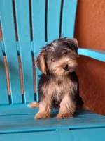 Rocky, a male Yorkshire Terrier for sale in Fort Myers, FL – 5 of 10