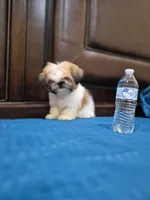 Teddy, a male Shih Tzu for sale in Fort Myers, FL – 3 of 3
