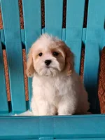 Champion, a male Cavapoo for sale in Fort Myers, FL – 2 of 10