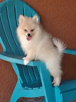 Max , a male Pomeranian for sale in Fort Myers, FL – 3 of 10