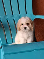 Champion, a male Cavapoo for sale in Fort Myers, FL – 3 of 10