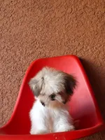 Snoppy, a male Shih Tzu for sale in Fort Myers, FL – 6 of 10