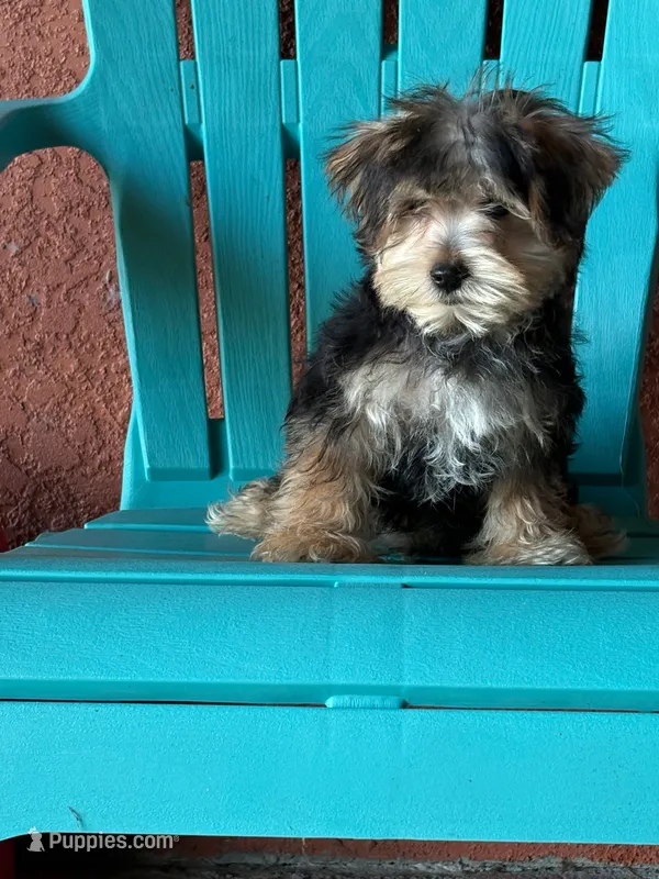 Cooper – Morkie puppy for sale in Fort Myers, FL