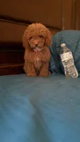 Bella, a female Goldendoodle for sale in Fort Myers, FL – 9 of 10