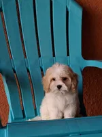 Champion, a male Cavapoo for sale in Fort Myers, FL – 9 of 10