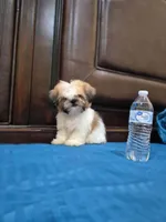 Teddy, a male Shih Tzu for sale in Fort Myers, FL – 2 of 3