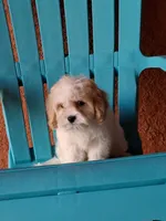 Champion, a male Cavapoo for sale in Fort Myers, FL – 6 of 10