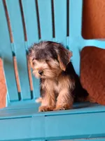 Rocky, a male Yorkshire Terrier for sale in Fort Myers, FL – 9 of 10