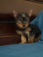 Rocky, a male Yorkshire Terrier for sale in Fort Myers, FL – 4 of 7