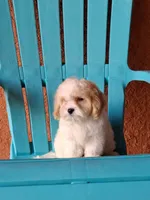 Champion, a male Cavapoo for sale in Fort Myers, FL – 10 of 10