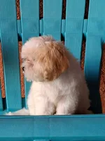 Champion, a male Cavapoo for sale in Fort Myers, FL – 7 of 10