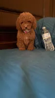 Bella, a female Goldendoodle for sale in Fort Myers, FL – 7 of 10