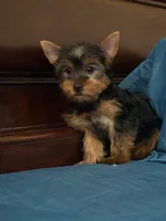 Rocky, a male Yorkshire Terrier for sale in Fort Myers, FL – 5 of 7