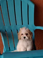 Champion, a male Cavapoo for sale in Fort Myers, FL – 5 of 10