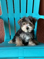 Cooper, a male Morkie for sale in Fort Myers, FL – 3 of 10
