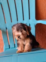 Rocky, a male Yorkshire Terrier for sale in Fort Myers, FL – 4 of 10
