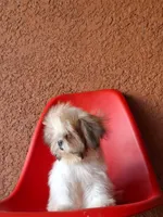 Snoppy, a male Shih Tzu for sale in Fort Myers, FL – 2 of 10